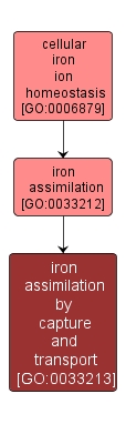 GO:0033213 - iron assimilation by capture and transport (interactive image map)
