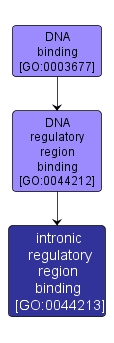 GO:0044213 - intronic regulatory region binding (interactive image map)