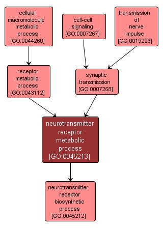 GO:0045213 - neurotransmitter receptor metabolic process (interactive image map)