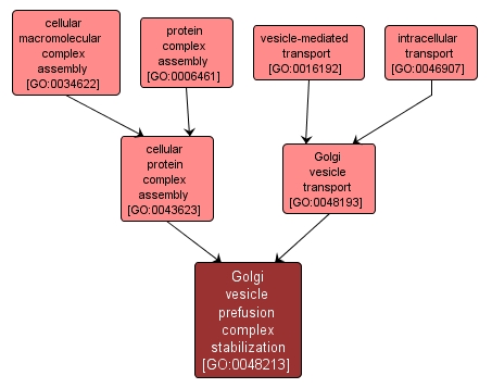 GO:0048213 - Golgi vesicle prefusion complex stabilization (interactive image map)