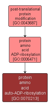 GO:0070213 - protein amino acid auto-ADP-ribosylation (interactive image map)
