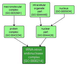 GO:0000214 - tRNA-intron endonuclease complex (interactive image map)