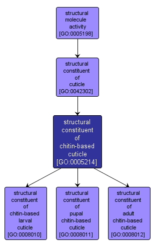 GO:0005214 - structural constituent of chitin-based cuticle (interactive image map)
