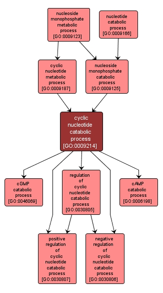 GO:0009214 - cyclic nucleotide catabolic process (interactive image map)