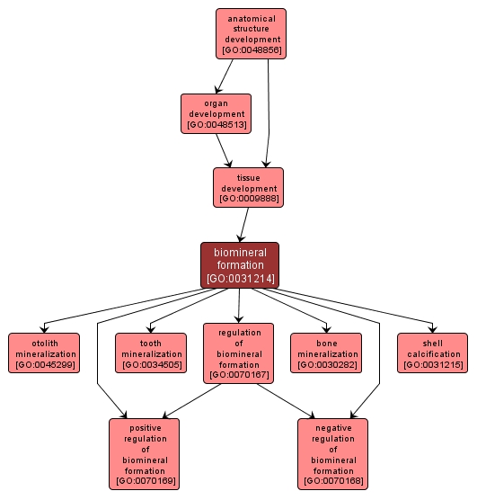 GO:0031214 - biomineral formation (interactive image map)