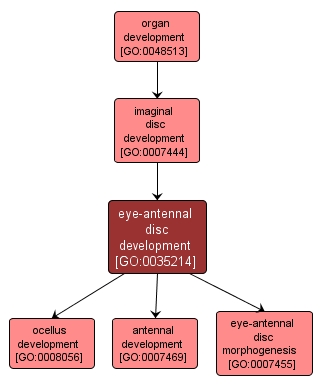 GO:0035214 - eye-antennal disc development (interactive image map)