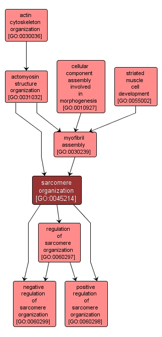 GO:0045214 - sarcomere organization (interactive image map)