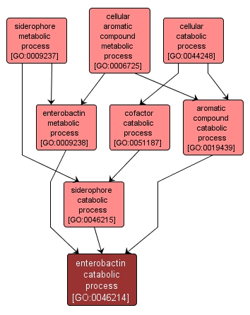 GO:0046214 - enterobactin catabolic process (interactive image map)