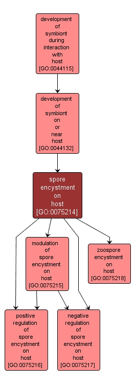 GO:0075214 - spore encystment on host (interactive image map)