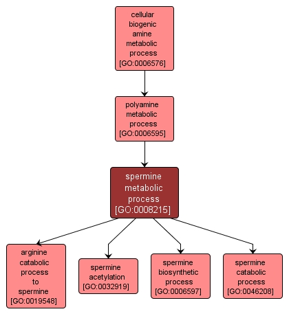 GO:0008215 - spermine metabolic process (interactive image map)