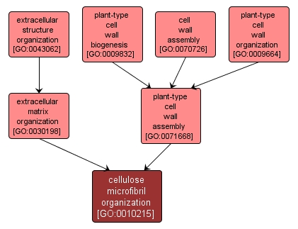 GO:0010215 - cellulose microfibril organization (interactive image map)