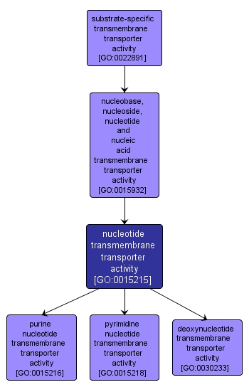 GO:0015215 - nucleotide transmembrane transporter activity (interactive image map)