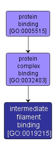 GO:0019215 - intermediate filament binding (interactive image map)