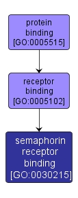 GO:0030215 - semaphorin receptor binding (interactive image map)
