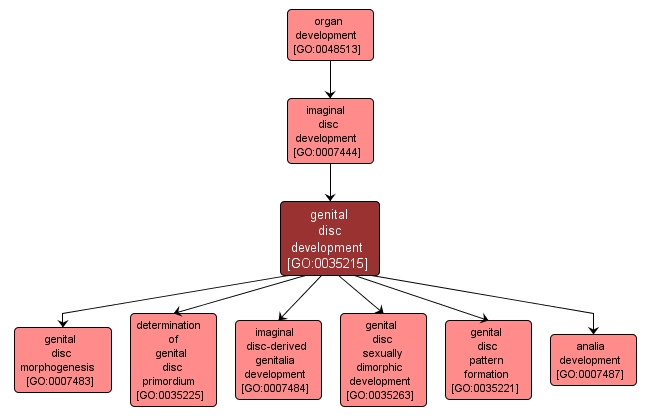 GO:0035215 - genital disc development (interactive image map)