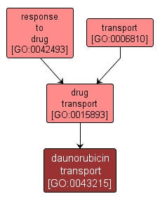 GO:0043215 - daunorubicin transport (interactive image map)