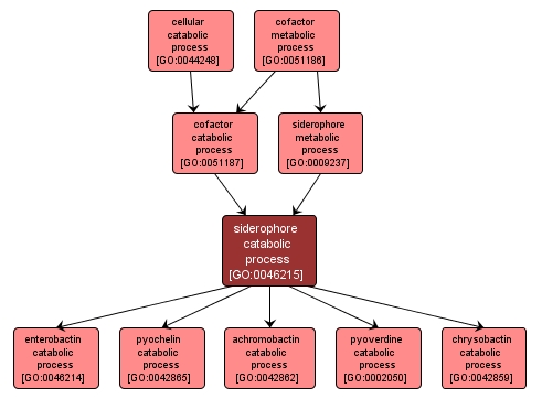 GO:0046215 - siderophore catabolic process (interactive image map)