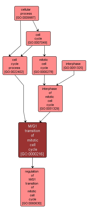 GO:0000216 - M/G1 transition of mitotic cell cycle (interactive image map)