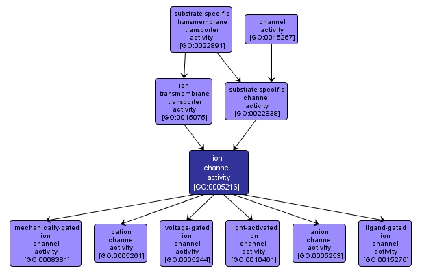 GO:0005216 - ion channel activity (interactive image map)