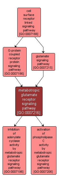 GO:0007216 - metabotropic glutamate receptor signaling pathway (interactive image map)