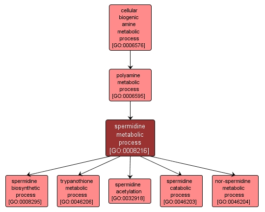 GO:0008216 - spermidine metabolic process (interactive image map)