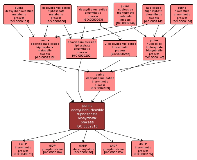 GO:0009216 - purine deoxyribonucleoside triphosphate biosynthetic process (interactive image map)