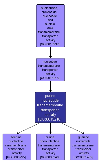 GO:0015216 - purine nucleotide transmembrane transporter activity (interactive image map)