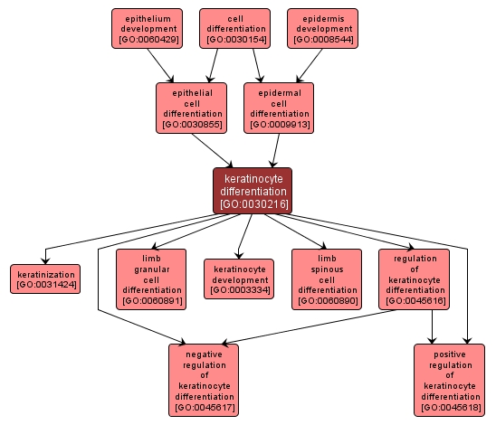 GO:0030216 - keratinocyte differentiation (interactive image map)