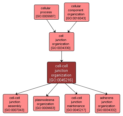 GO:0045216 - cell-cell junction organization (interactive image map)