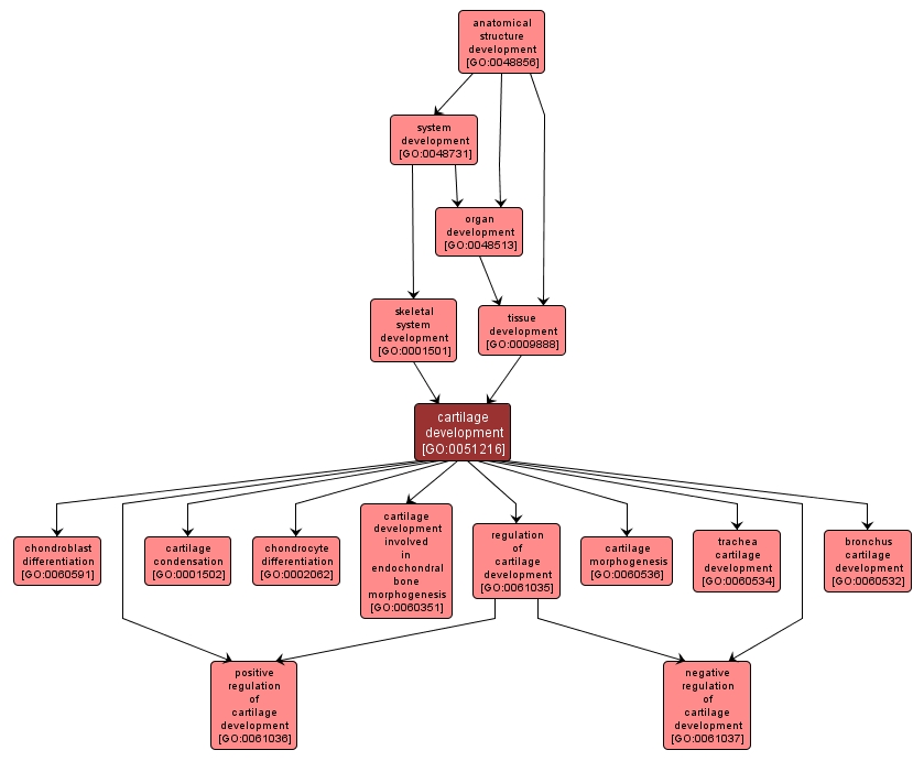 GO:0051216 - cartilage development (interactive image map)