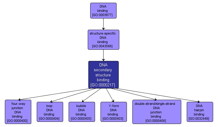 GO:0000217 - DNA secondary structure binding (interactive image map)