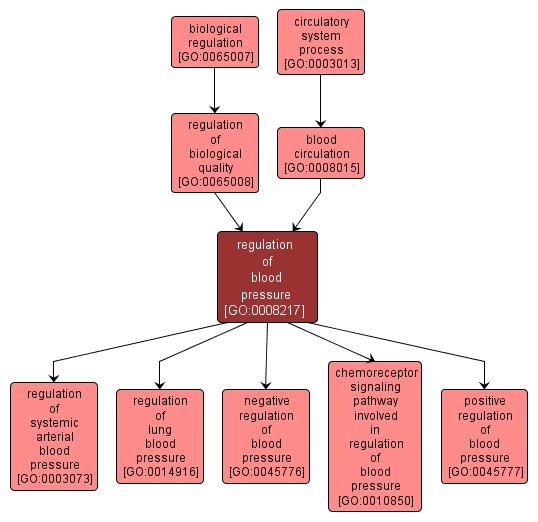 GO:0008217 - regulation of blood pressure (interactive image map)