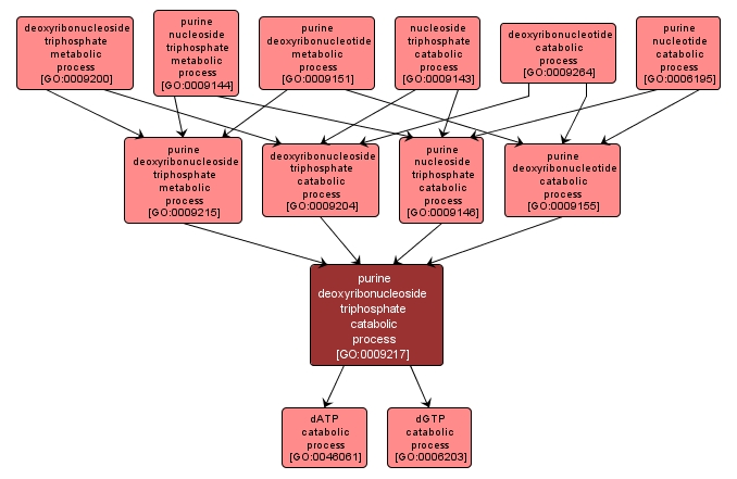 GO:0009217 - purine deoxyribonucleoside triphosphate catabolic process (interactive image map)