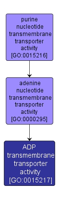 GO:0015217 - ADP transmembrane transporter activity (interactive image map)