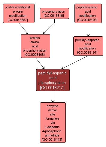 GO:0018217 - peptidyl-aspartic acid phosphorylation (interactive image map)