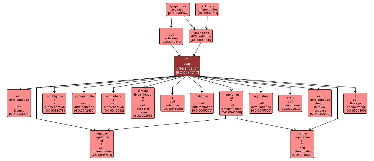 GO:0030217 - T cell differentiation (interactive image map)