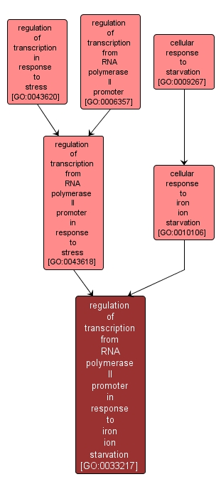 GO:0033217 - regulation of transcription from RNA polymerase II promoter in response to iron ion starvation (interactive image map)