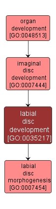 GO:0035217 - labial disc development (interactive image map)