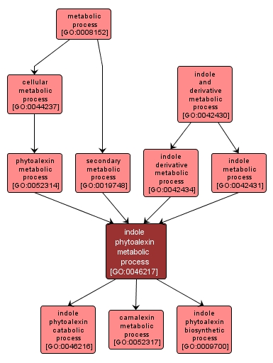 GO:0046217 - indole phytoalexin metabolic process (interactive image map)