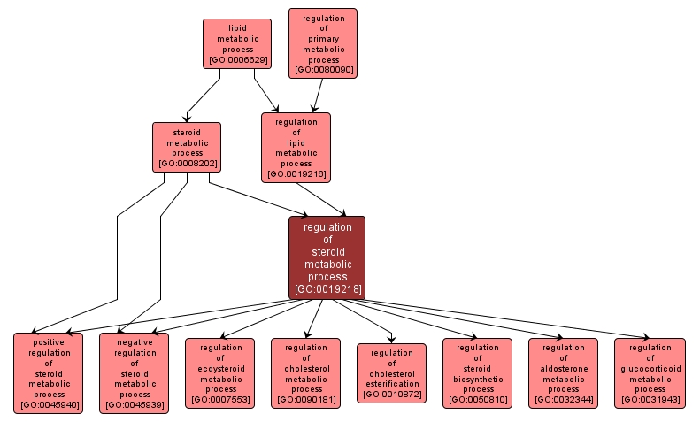 GO:0019218 - regulation of steroid metabolic process (interactive image map)