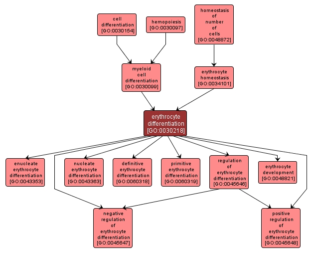 GO:0030218 - erythrocyte differentiation (interactive image map)