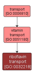 GO:0032218 - riboflavin transport (interactive image map)
