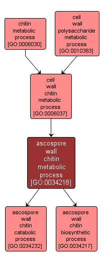 GO:0034218 - ascospore wall chitin metabolic process (interactive image map)