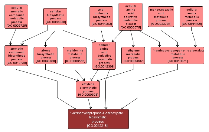 GO:0042218 - 1-aminocyclopropane-1-carboxylate biosynthetic process (interactive image map)