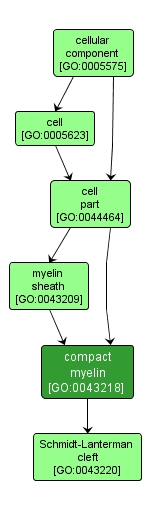 GO:0043218 - compact myelin (interactive image map)