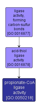 GO:0050218 - propionate-CoA ligase activity (interactive image map)