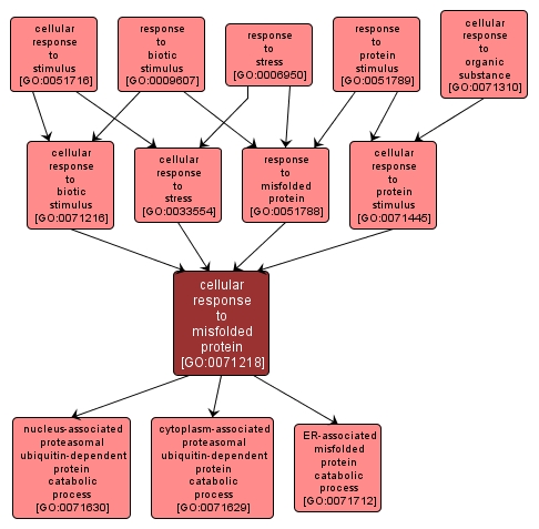 GO:0071218 - cellular response to misfolded protein (interactive image map)
