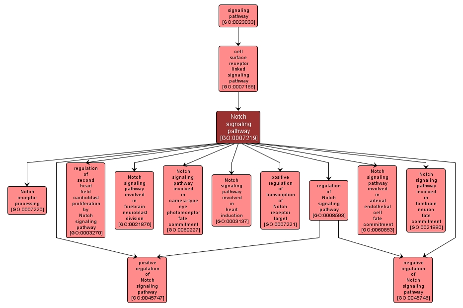 GO:0007219 - Notch signaling pathway (interactive image map)