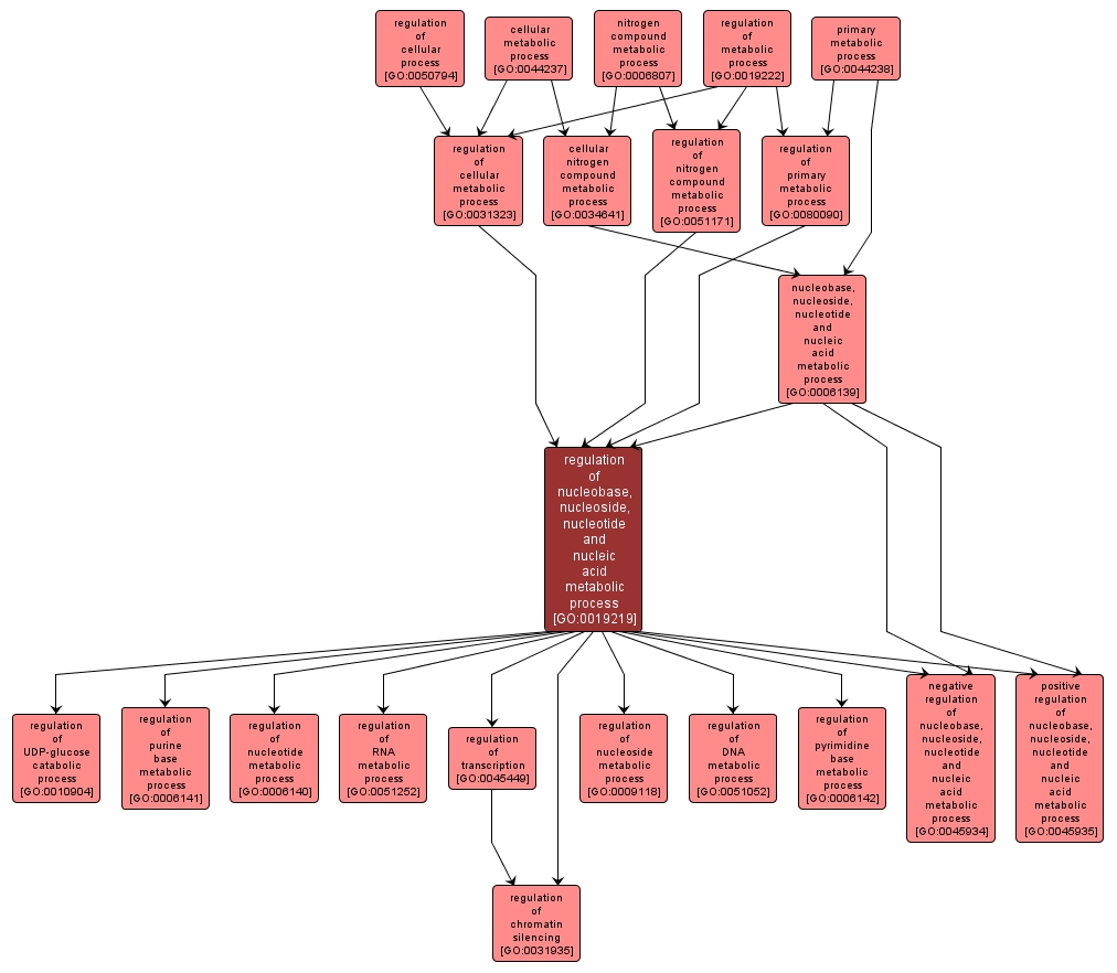 GO:0019219 - regulation of nucleobase, nucleoside, nucleotide and nucleic acid metabolic process (interactive image map)