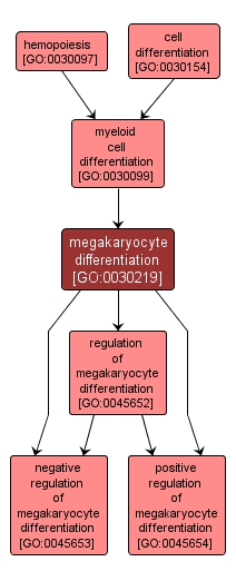 GO:0030219 - megakaryocyte differentiation (interactive image map)